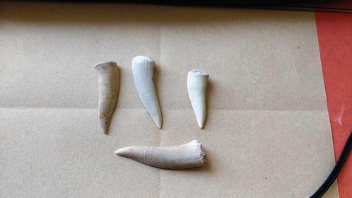 fossiele Enchodus tanden, Verzamelen, Mineralen en Fossielen, Fossiel, Ophalen of Verzenden