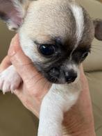 chihuahua pupjes met FCI stamboom, CDV (hondenziekte), Meerdere, 8 tot 15 weken, België