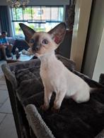 Siamees katertje seal point, Dieren en Toebehoren, Kater, Gechipt, 0 tot 2 jaar