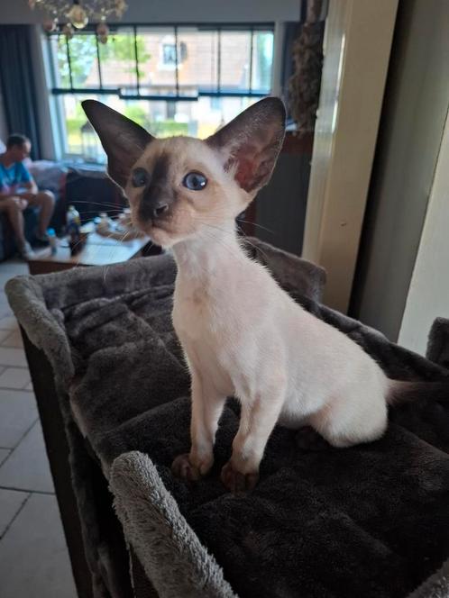 Siamees katertje seal point, Dieren en Toebehoren, Katten en Kittens | Raskatten | Korthaar, Kater, 0 tot 2 jaar, Gechipt