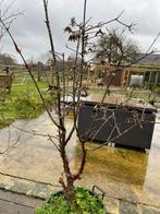 Acer griseum meerstammig, Tuin en Terras, Ophalen, In pot, 100 tot 250 cm