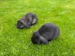 Nederlandse dwerghangoortjes, Dieren en Toebehoren, Konijnen