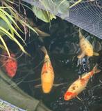 Koi taisho sanke 50 cm