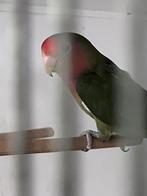 Agapornis koppel, Meerdere dieren, Dwergpapegaai of Agapornis, Geringd