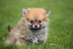 Pomeranian pup,pomeriaan,mini dwergkees,spitz pups, Dieren en Toebehoren, CDV (hondenziekte), Meerdere, Keeshond, 8 tot 15 weken