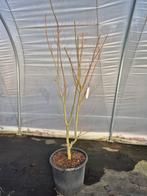 Acer palmatum Redwine - Japanse esdoorn, Jardin & Terrasse, Plantes | Arbres, Enlèvement