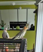 Valkparkieten 3 maand oud., Dieren en Toebehoren