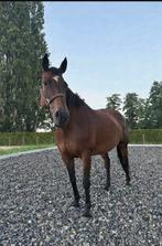 Allround merrie, Animaux & Accessoires, Chevaux, 11 ans ou plus, Débourré, Moins de 160 cm, Avec pedigree