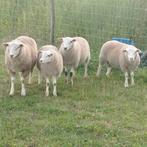 ramlammeren type texel, Dieren en Toebehoren