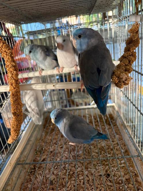 Jeunes touis celestes Males et femelles divers mutations, Dieren en Toebehoren, Vogels | Parkieten en Papegaaien, Meerdere dieren