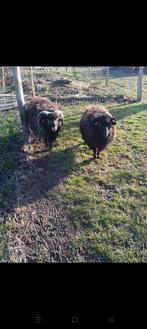 2 Ouessant schaapjes (koppel: ooi + ram), Dieren en Toebehoren