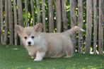 Prachtige Welsh corgi Pembroke pups, België, Overige rassen, CDV (hondenziekte), 8 tot 15 weken