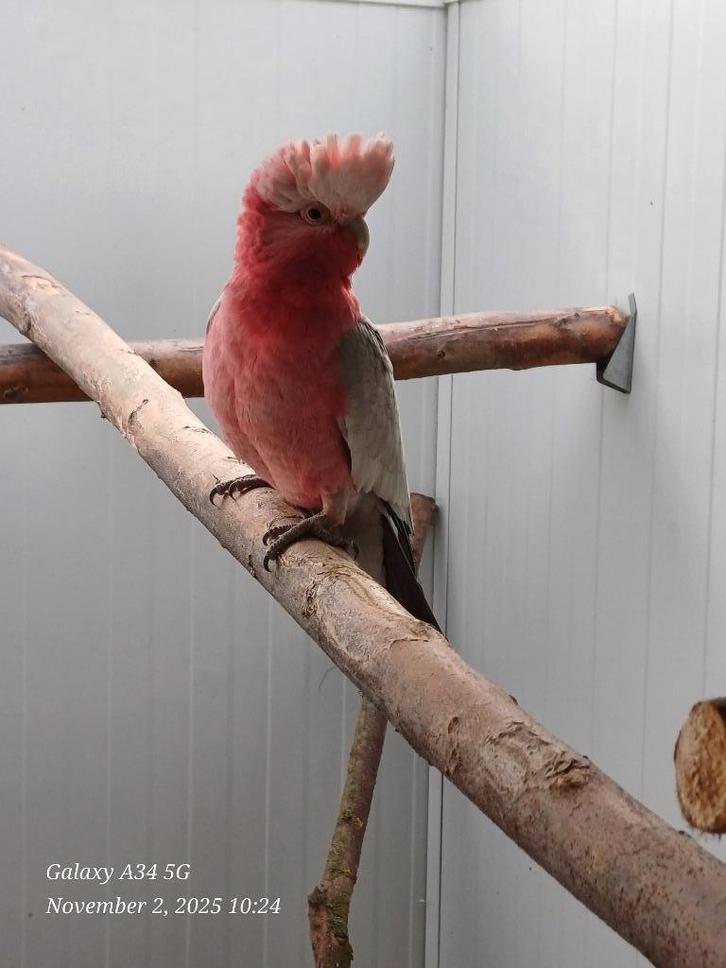 Rosé kaketoe: zeer mooie, grote en goede kweekman, Dieren en Toebehoren, Vogels | Parkieten en Papegaaien, Papegaai