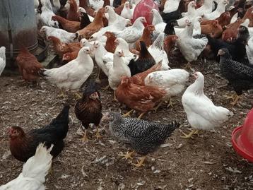 jonge legkippen aan scherpe prijzen  beschikbaar voor biedingen