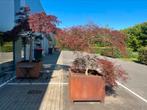 Japanse Acer in cortenstaal bak, Tuin en Terras, Planten | Bomen, Ophalen