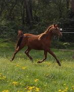 Gave 2 jarige D pony merrie, Dieren en Toebehoren, Springpaard, Merrie, 0 tot 2 jaar, Gechipt