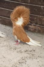 sierduiven raadsheren, Dieren en Toebehoren, Meerdere dieren, Overige soorten