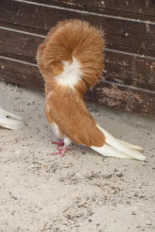sierduiven raadsheren, Dieren en Toebehoren, Vogels | Duiven, Overige soorten, Meerdere dieren