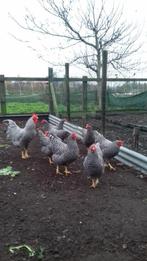 Broedeieren Amrock, Dieren en Toebehoren, Pluimvee
