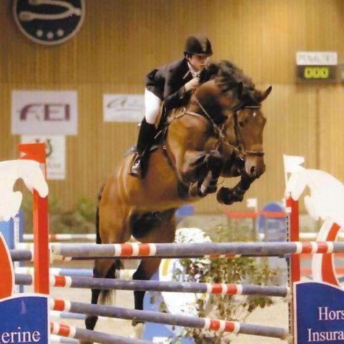 Skill Z ter dekking, Dieren en Toebehoren, Paarden en Pony's | Dekhengsten en Fokmerries, Hengst