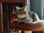 exotic shorthair kittens, Dieren en Toebehoren, Katten en Kittens | Raskatten | Korthaar, Kater, 0 tot 2 jaar