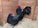 Haan met 2 hennen zwarte australorp, Dieren en Toebehoren