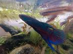 Jonge betta smaragdina F1, Dieren en Toebehoren, Vissen | Aquariumvissen, Vis, Zoetwatervis