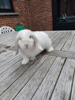Minilop ram 4 maand gevaccineerd zie omschrijving, Dieren en Toebehoren, Konijnen