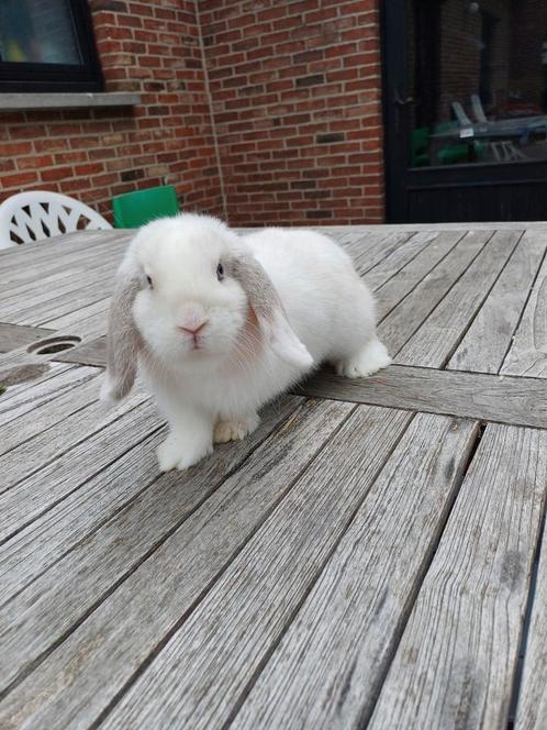 Minilop ram 4 maand gevaccineerd zie omschrijving, Dieren en Toebehoren, Konijnen