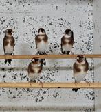 Puur parva 2025 Gorge blanche, Dieren en Toebehoren, Meerdere dieren, Wildzangvogel, Geringd