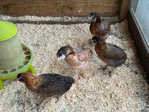 Araucana kippen, Dieren en Toebehoren, Pluimvee