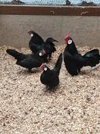 Trio zwarte Javakrielen., Dieren en Toebehoren, Pluimvee, Meerdere dieren, Kip