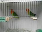Koppel lilianae, parkiet, dwergpapegaai, vogel, Dieren en Toebehoren, Meerdere dieren, Dwergpapegaai of Agapornis, Geringd