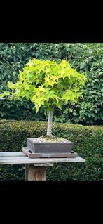 Bonsai: AMBERBOOM, Ophalen
