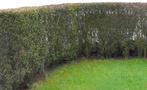 Paarse berberishaag (berberis), Ophalen, Haag