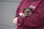 Yorkshire terrier pups, Dieren en Toebehoren, Yorkshire Terriër, België, 8 tot 15 weken, Meerdere