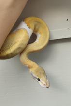 1.0 Python regius - Mojave Ghost Pied, Dieren en Toebehoren, Reptielen en Amfibieën, Slang, Tam, 0 tot 2 jaar