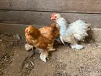 Gratis hanen, Dieren en Toebehoren, Mannelijk, Kip