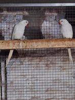 Paire de perruches à collier albinos, Plusieurs animaux, Oiseau tropical, Bagué