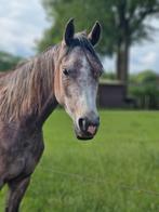 Arabisch volbloed, Dieren en Toebehoren, Paarden, Merrie, Minder dan 160 cm, Gechipt, 3 tot 6 jaar