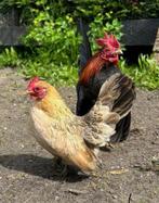 Gratis serama haantjes, Dieren en Toebehoren, Pluimvee, Mannelijk, Kip