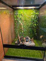 Terrarium, Enlèvement