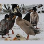 Indische loopeenden, Animaux & Accessoires, Volatiles