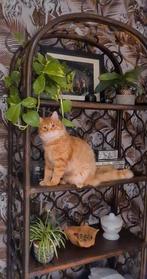 Rotan kast, Antiquités & Art, Antiquités | Meubles | Armoires, Enlèvement