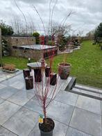 Acer/Japanse Esdoorn Sangokaku, Jardin & Terrasse, Plantes | Arbres, Enlèvement