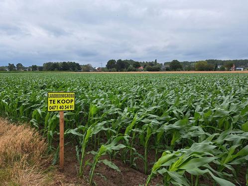 Terrain agricole à vendre à Hingene (Bornem) 6,25 euros par, Immo, Terrains & Terrains à bâtir