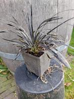 Ophiopogon zwarte slangenbaard, Tuin en Terras, Ophalen, Vaste plant