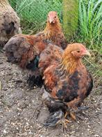 Cochin kriel haantjes met zeldzame kleurslag, Dieren en Toebehoren, Mannelijk, Kip