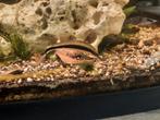 Siameese algeneter, Dieren en Toebehoren