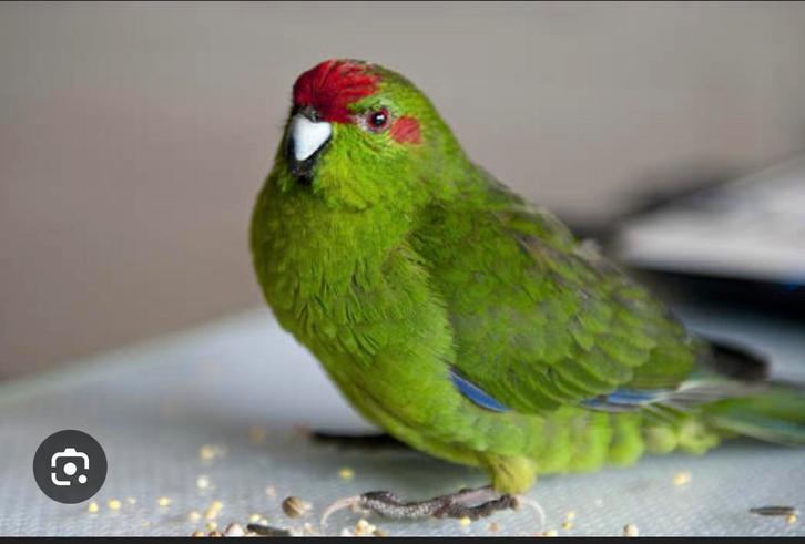 Kakariki, Animaux & Accessoires, Oiseaux | Perruches & Perroquets, Perroquet nain ou Inséparable, Mâle, Bagué